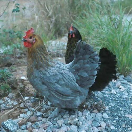 带你吃大瓜肯德基,大瓜盛宴等你来尝！