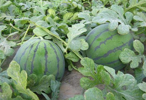 乾隆吃瓜沙,宫廷中的消闲趣闻