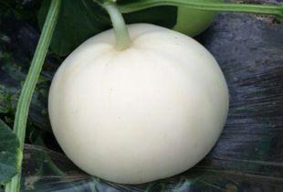 梨瓜吃哪里,揭秘最佳食用部位