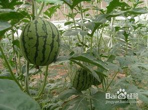 如何正确吃瓜视频,轻松享受夏日清凉