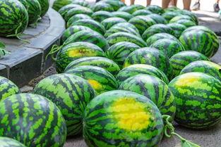 宁大金凤校区吃瓜,校园美食圈里的“吃瓜”盛事