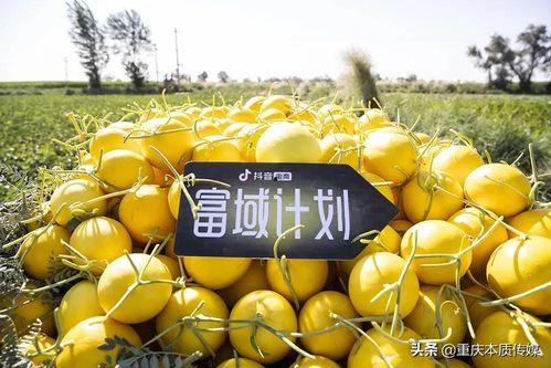 抖音砀山吃瓜,抖音上火的“砀山吃瓜”体验记