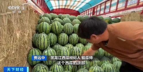 盐城宝马哥吃瓜,一场网络狂欢背后的真相