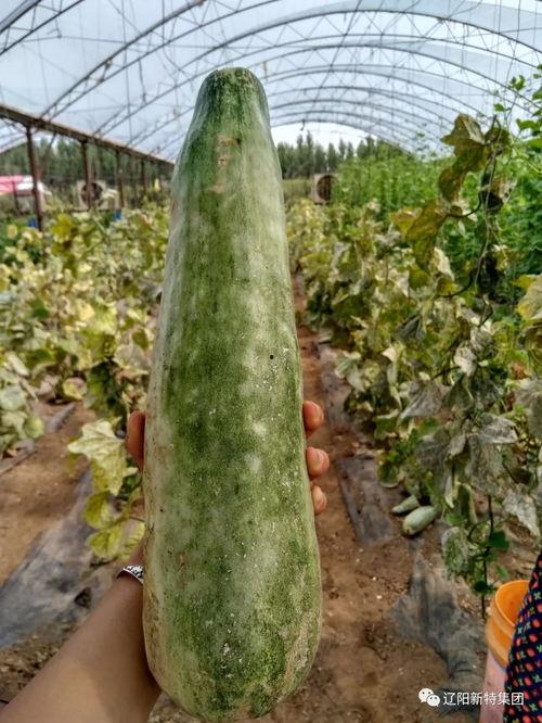 吃瓜带师,揭秘校园里的趣味师生互动